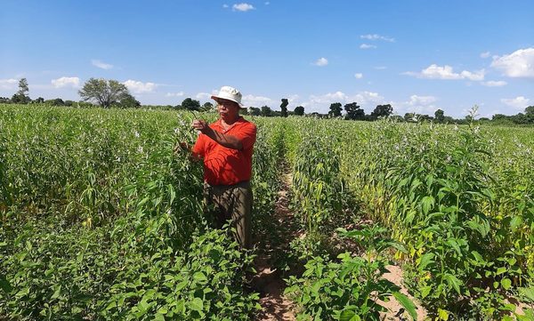 Técnicos del MAG asisten a productores del Chaco y Central