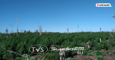 SAN RAFAEL DEL PNÁ: DESTRUYEN PLANTACIÓN DE MARIHUANA