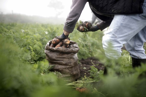 Agricultura regenerativa: producción de alimentos con conciencia ambiental - MarketData