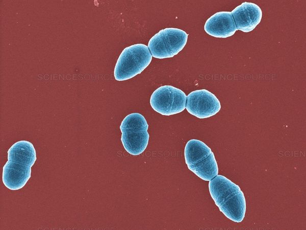 Una bacteria sobrevive en el ámbito hospitalario desde hace más de un siglo