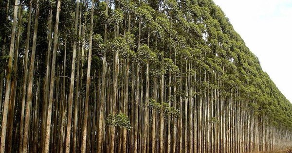 La Nación / Sector forestal exportó a 32 destinos en enero