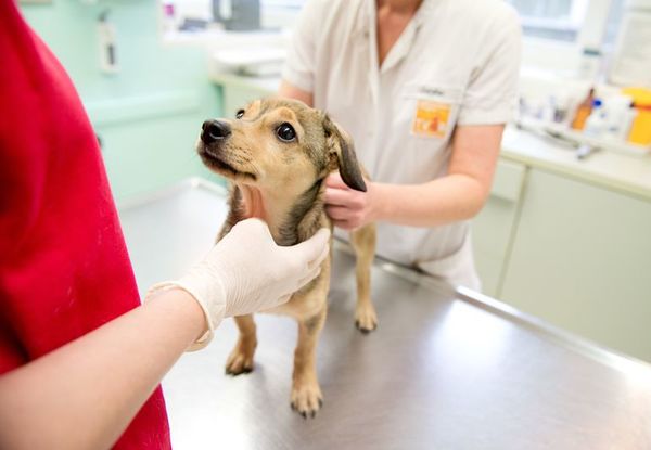 La importancia de la primera visita al veterinario - Mascotas - ABC Color