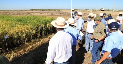 La Nación / Titular del MAG destaca al Chaco para la producción de arroz