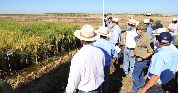 La Nación / Titular del MAG destaca al Chaco para la producción de arroz
