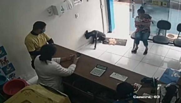 Diario HOY | Conmovedor caso en Brasil: perro herido entra a una veterinaria para pedir ayuda