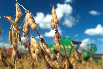 Brasil aumenta un 3,5 % su previsión para una cosecha récord en 2021 - MarketData