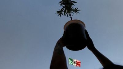 México legaliza la marihuana entre críticas de expertos y asociaciones de consumidores | OnLivePy