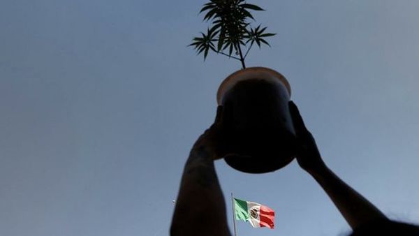 México legaliza la marihuana entre críticas de expertos y asociaciones de consumidores | OnLivePy