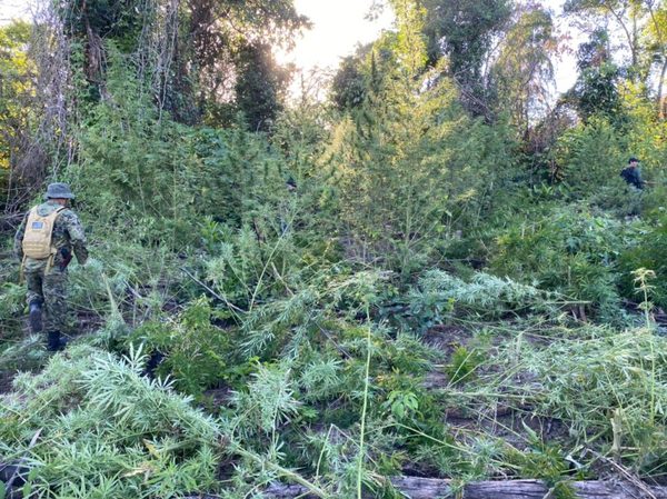 Eliminan 5 hectáreas de plantación de marihuana en Curuguaty | Ñanduti