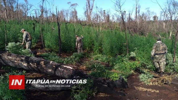 AVANZA DESTRUCCIÓN DE PLANTACIONES DE MARIHUANA EN EL NORDESTE