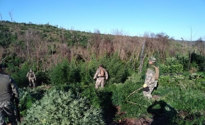 Diario HOY | SENAD realiza incursiones en la Reserva San Rafael para destruir cultivos de marihuana