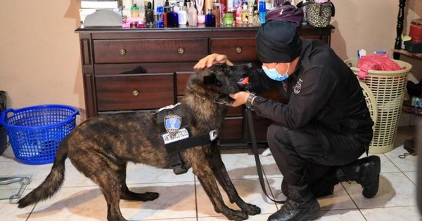 La Nación / Olfato canino, al servicio de la lucha contra el COVID-19 en Latinoamérica