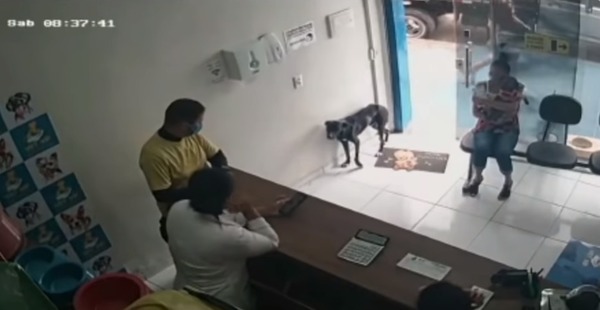 Conmovedora escena: perrito callejero ingresó a veterinaria para pedir ayuda