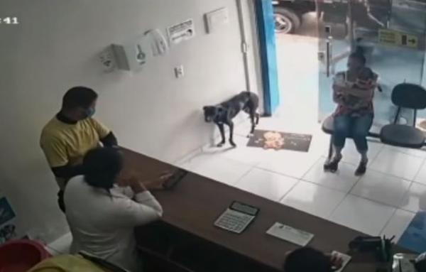 Perro herido entró a una veterinaria y mostró su pata lesionada