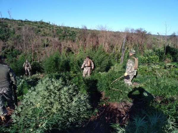 Destruyen 69 toneladas de marihuana en la reserva San Rafael