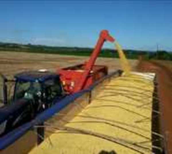 Roban camión 33.000 kilos de soja - Paraguay.com
