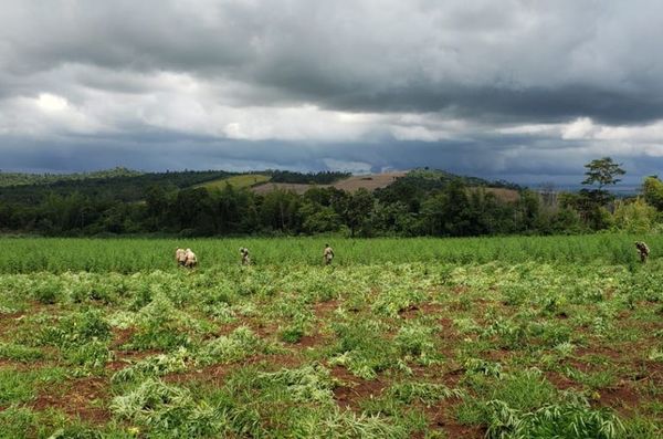 Atacan cultivos de marihuana en Bado - Nacionales - ABC Color