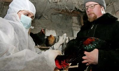 Rusia advierte que una nueva gripe aviar puede mutar