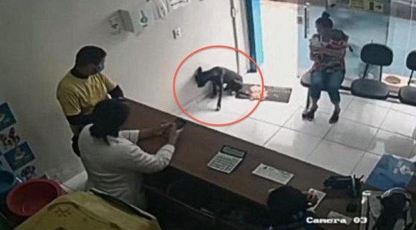 Crónica / (VIDEO) Perro herido entró a una veterinaria para busca ayuda