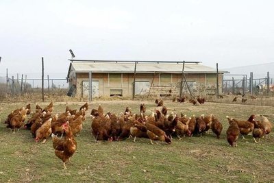 Alerta en Rusia: la gripe aviar detectada en granjas puede mutar y transmitirse entre humanos | .::Agencia IP::.