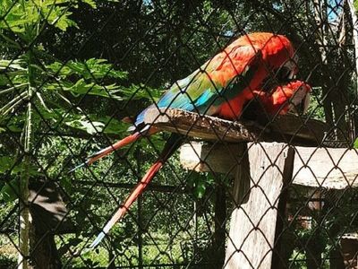 Intervienen una granja por tenencia ilegal de animales silvestres