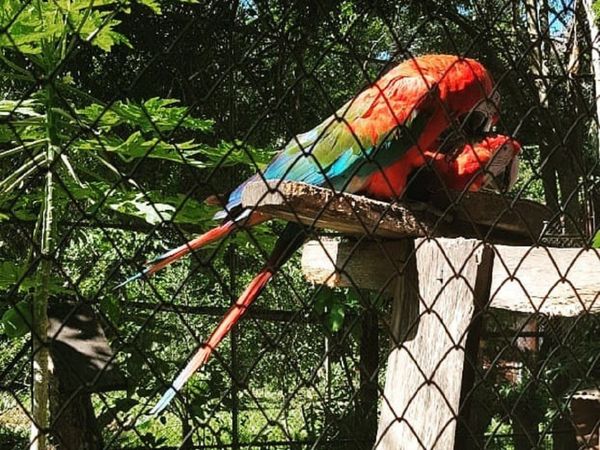 Intervienen una granja por tenencia ilegal de animales silvestres