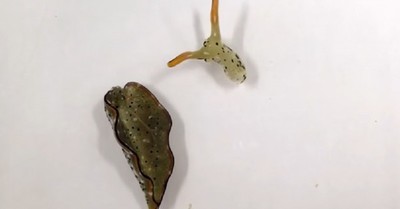 La increíble habilidad de una babosa de cortarse su propia cabeza y hacer crecer un nuevo cuerpo - C9N