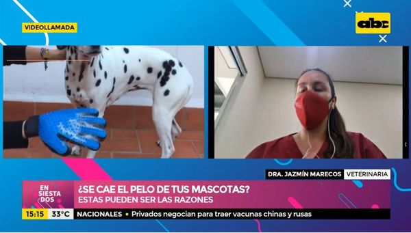 ¿Se cae el pelo de tus mascotas?, te contamos cuáles son las razones - Ensiestados - ABC Color
