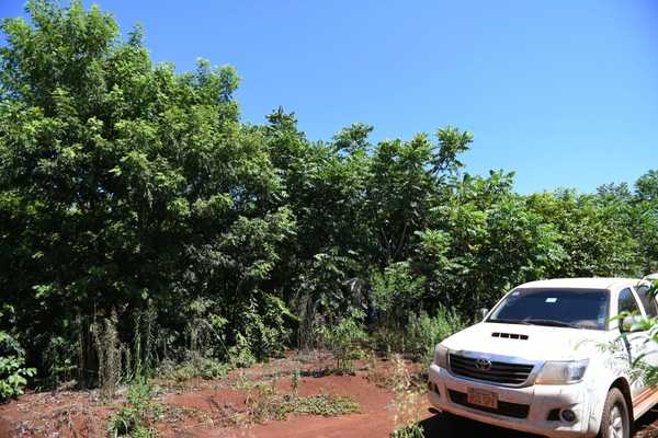 Propiedad recuperada por Itaipu presenta significativo avance en restauración forestal