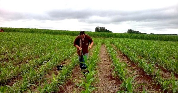 La Nación / Mejora de suelo para alimentos