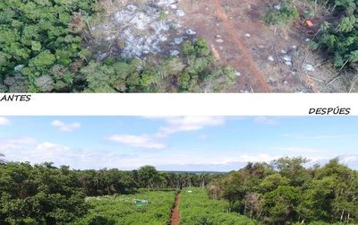 Restauración forestal con significativo avance en Puerto Indio