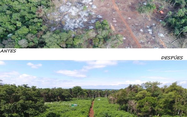 Restauración forestal con significativo avance en Puerto Indio
