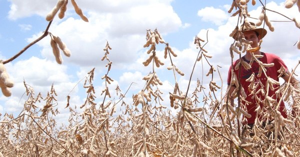 La Nación / Sigue precio alto de soja, pese a mejor estimación productiva