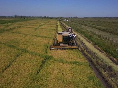 Misiones: Arroceros  piden apoyo estatal