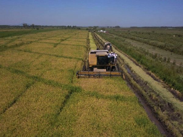 Misiones: Arroceros piden apoyo estatal