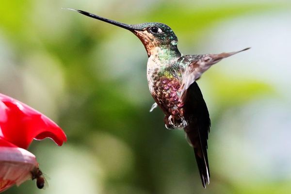 Monserrate, un rincón de Bogotá donde los colibríes trinan más fuerte - Mascotas - ABC Color