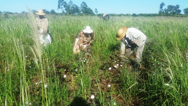 MAG busca instalar al algodón como rubro alternativo para abastecer la demanda interna | .::Agencia IP::.