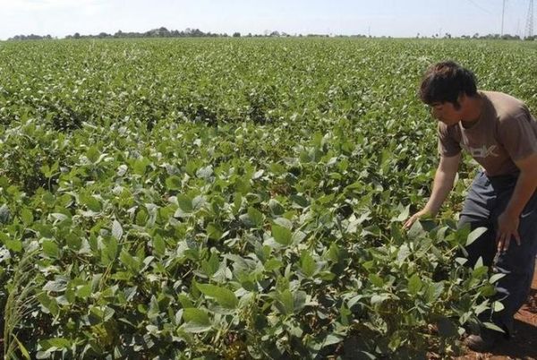 Mejora el ánimo en el campo con el auge de la cosecha en los sojales