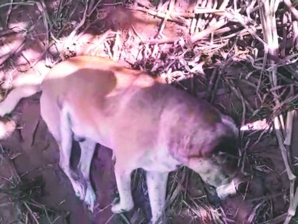 Perrito murió luego de ser golpeado con un palo