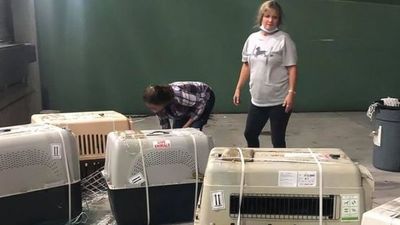 Perros rescatados del comercio de carne en China llegan al sur de Florida