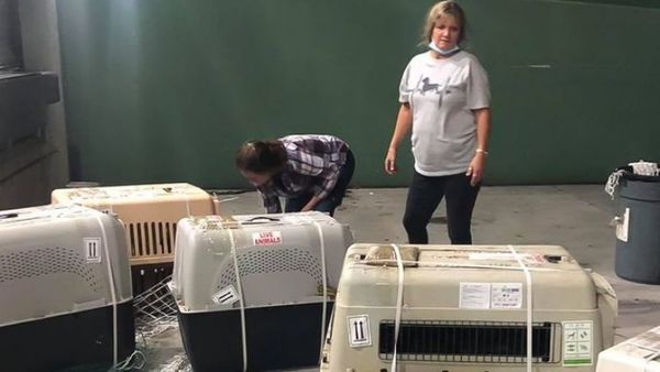 Perros rescatados del comercio de carne en China llegan al sur de Florida