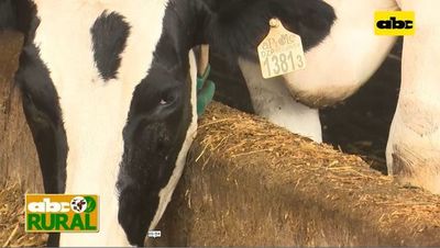 ABC Rural: Nutrición planificada en vacas lecheras dan mejores resultados - ABC Rural - ABC Color
