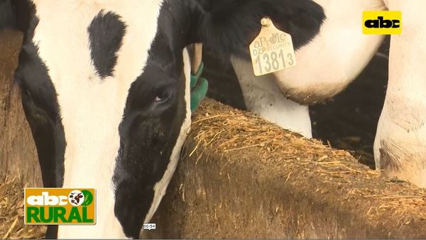 ABC Rural: Nutrición planificada en vacas lecheras dan mejores resultados - ABC Rural - ABC Color