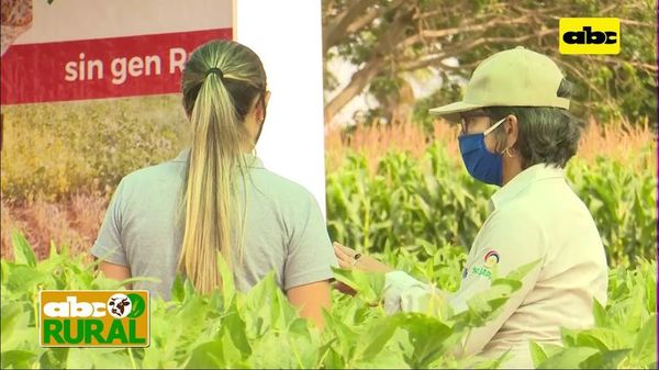 ABC Rural: Testimonios de resultados del uso de variedades de Sojapar - ABC Rural - ABC Color