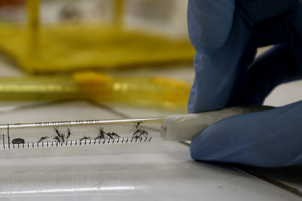 Brasil tendrá otra "fábrica" de mosquitos modificados para combatir el dengue - MarketData