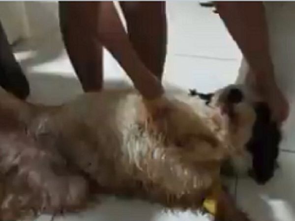 Perrito cayó a un pozo sin señalización