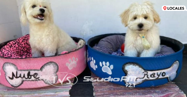 EMPRENDIMIENTO DEDICADO A LOS PELUDOS DE LA CASA