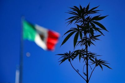 ¿Por qué la legalización de la marihuana en México pasó por debajo de la mesa?