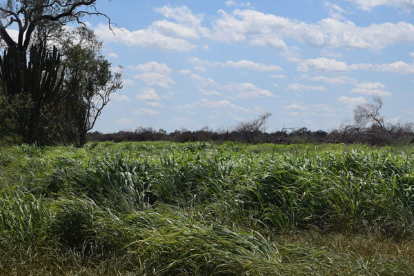 Pasturas para el Chaco: en busca de soluciones para los productores