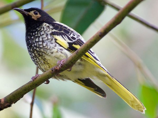 Un pájaro se olvida de cantar por el declive de su población